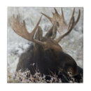 Search for moose tiles Bull