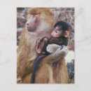 Search for baboon postcards Nature