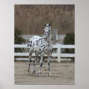 Search for spotty posters Horse