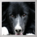 Search for closed border posters Dog