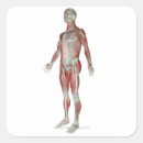 Search for doctors office stickers Human body part
