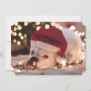 Search for boxer dog christmas cards Celebration