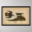 Search for plover art Audubon