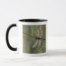 Search for black tailed mugs Wildlife