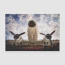 Search for aerospace gift wrap Aircraft