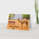 Search for camel cards Oasis