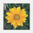 Search for coreopsis Floral