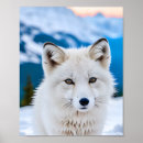 Search for artic posters Fox