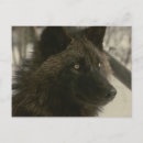Search for black wolf postcards Wolves