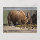 Search for beach baby postcards Wild animals