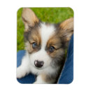 Search for lap magnets Puppy