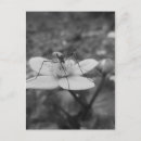 Search for blume postcards Natur