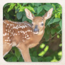 Search for fawn coasters Animal