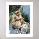 Search for barbary posters Macaque