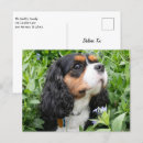 Search for tri postcards Pet