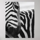 Search for black white zebra posters Striped