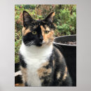 Search for torti art Kitten