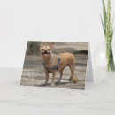 Search for chihuahua birthday cards Humour