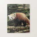 Search for red panda puzzles Tree
