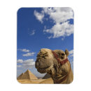 Search for camel magnets Egypt