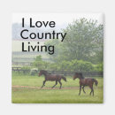 Search for galloping magnets Equine
