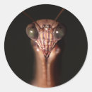 Search for mantis stickers Animal