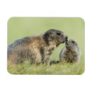 Search for wild squirrel magnets Woodchuck