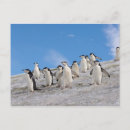 Search for flightless bird postcards Wildlife