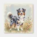 Search for merle magnets Aussie