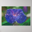 Search for glories posters Morning glory