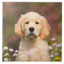 Search for dog tiles Cute