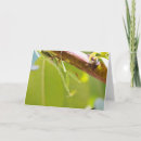 Search for praying mantis cards Photography