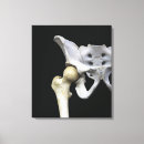 Search for articulation Bones