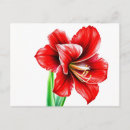 Search for amaryllis postcards Elegant