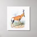 Search for antelopes canvas prints Horns