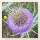 Search for thistle coasters Nature
