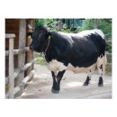 Search for cattle breeds posters Farm