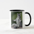 Search for ring tailed mugs Monkeys