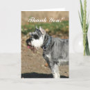 Search for schnauzer cards Photography