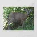 Search for black tailed postcards Forest
