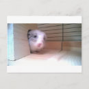 Search for chinchilla postcards Animals
