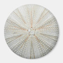 Search for dollar magnets Sea urchin