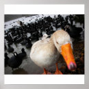 Search for coots Lake