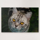Search for british shorthair gifts Domestic