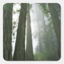 Search for redwoods stickers Landscape