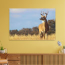Search for whitetail canvas prints Wildlife