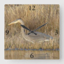 Search for juvenile photography Herons