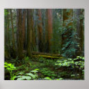 Search for muir woods posters Forest