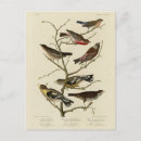 Search for grey headed postcards Bird