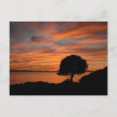 Search for pink sunrise postcards Tree